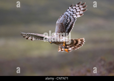 hen harrier (Circus cyaneus), adult female with a prey, United Kingdom, Scotland, Sutherland Stock Photo