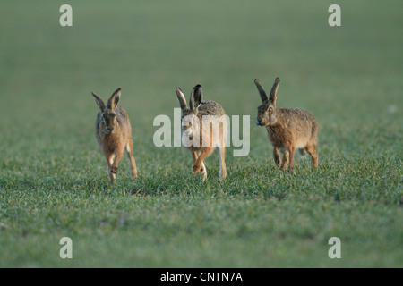 European hare (Lepus europaeus), three hares running across a field, Germany Stock Photo