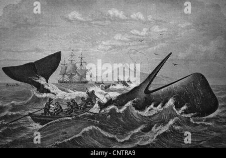 Sperm Whale Being Hunted By Whalers, Historical Woodcut, Circa 1870 