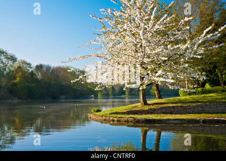 White cherry tree, Prunus, covered in blossom by the lake at Coate Water Country Park, Swindon, Wiltshire, England, UK Stock Photo