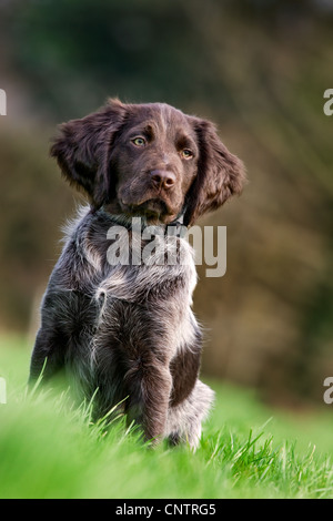 Small Munsterlander / Kleiner Münsterländer (Canis lupus familiaris), pup sitting in garden Stock Photo