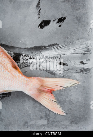 Close up of red tilapia tale Stock Photo
