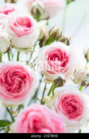 Close up of blooming pink roses Stock Photo