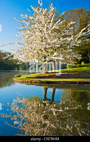 White cherry tree, Prunus, covered in blossom by the lake at Coate Water Country Park, Swindon, Wiltshire, England, UK Stock Photo