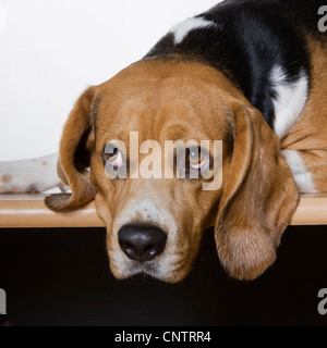 Beagle dog (Canis lupus familiaris) portrait Stock Photo