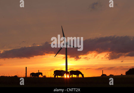 Horses and wind turbine at sunset Stock Photo