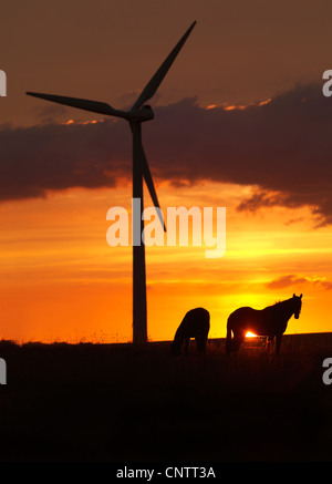Horses and wind turbine at sunset Stock Photo