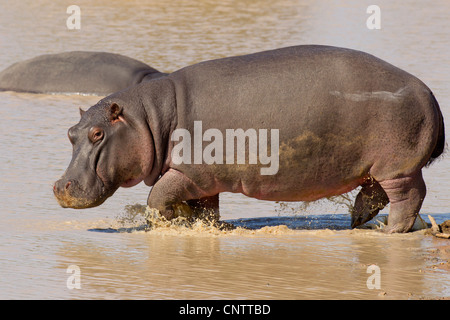 Hippo (Hippopotamus amphibius) walking through water in South Africa's Kruger Park Stock Photo