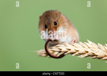 Harvest Mouse; Micromys minutus; on ear of corn; UK Stock Photo