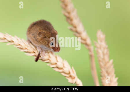 Harvest Mouse; Micromys minutus; on ear of corn; UK Stock Photo