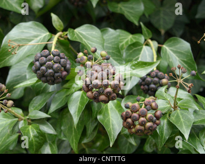 common ivy with fruits, seeds / Hedera helix / Gemeiner Efeu mit Früchten, Samen Stock Photo