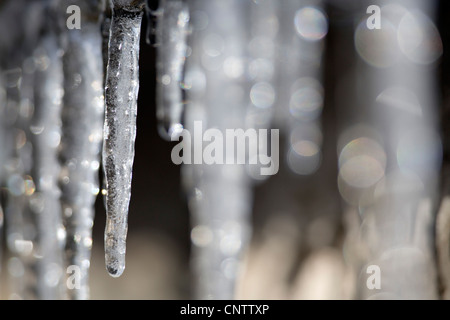 Icicles; winter; Scotland; UK Stock Photo