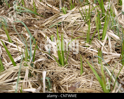 fresh hassocks in spring in highmoor / frische Grasbüschel im Frühling im Hochmoor Stock Photo
