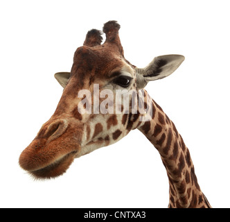 Curious funny giraffe Stock Photo