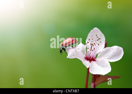 Ladybug on flower Stock Photo