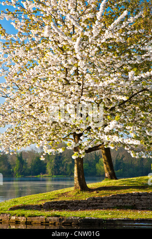 White cherry tree, Prunus, covered in blossom by the lake at Coate Water Country Park, Swindon, Wiltshire, England, UK Stock Photo