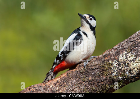 GREAT SPOTTED WOODPECKER ON A TREE BRANCH Stock Photo