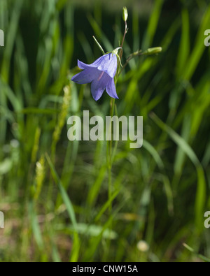 Probably a harebell (Campanula rotundifolia), found in a foothills meadow in Jefferson County, Colorado Stock Photo