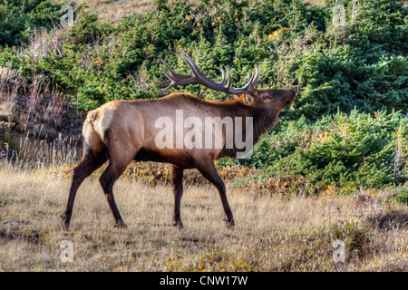 An elk bull (Cervus elaphus) bugling in Rocky Mountain National Park, autumn Stock Photo