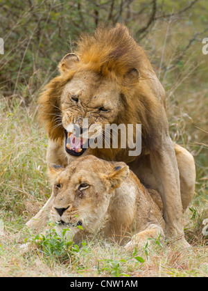 African Lions (Panthera leo) mating pair in South Africa's Kruger Park Stock Photo