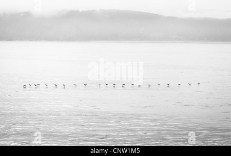 Pelicans flying over the sea on the misty morning. Stock Photo