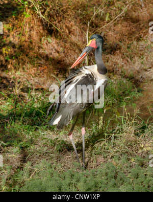 A Saddlebill Stork (Ephippiorhynchus senegalensis) at the Nashville (TN) Zoo Stock Photo