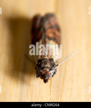 Indian meal moth (Plodia interpunctella), adult Stock Photo