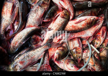 Bloody fish, Khlong Toey market in Bangkok, Thailand Stock Photo