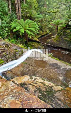 A narrow waterfall shoots over a ledge into a green ferny chasm of the Liffey River in the Liffey Falls State Reserve Tasmania. Stock Photo
