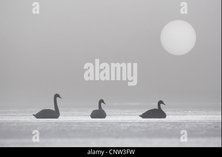 mute swan (Cygnus olor), three birds sitting out on a frozen lake in the morning mist, United Kingdom, Scotland, Cairngorms National Park Stock Photo