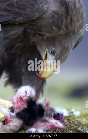 white-tailed sea eagle (Haliaeetus albicilla), feeding from a caught lamb, United Kingdom, Scotland, Argyll, Mull Stock Photo