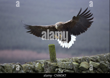 white-tailed sea eagle (Haliaeetus albicilla), landing on a post, United Kingdom, Scotland, Argyll, Mull Stock Photo