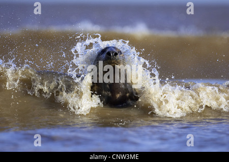 gray seal (Halichoerus grypus), lying in the surf, United Kingdom, England Stock Photo