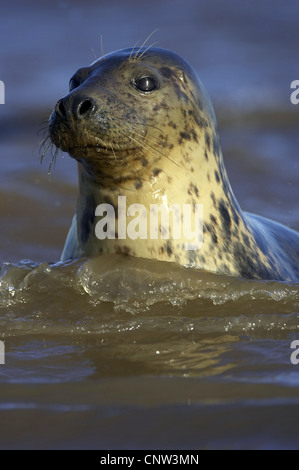 gray seal (Halichoerus grypus), adult female looking out of the water, United Kingdom, England Stock Photo