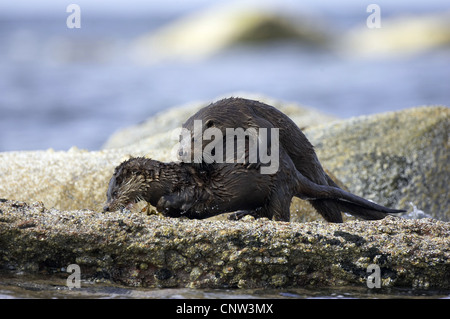 European river otter, European Otter, Eurasian Otter (Lutra lutra), two juveniles playfully fighting about a fish on rocky sea shore, United Kingdom, Scotland, Sutherland Stock Photo