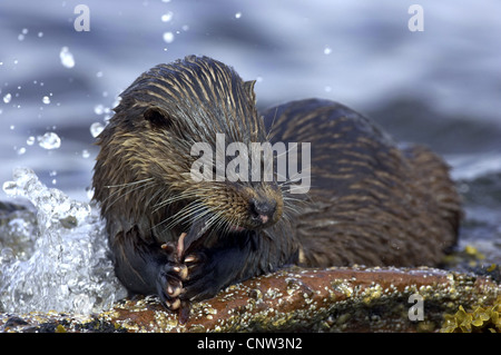 European river otter, European Otter, Eurasian Otter (Lutra lutra), juvenile on rocky sea shore eating a fish , United Kingdom, Scotland, Sutherland Stock Photo