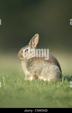 European rabbit (Oryctolagus cuniculus), portrait of young rabbit, United Kingdom, Scotland, Cairngorms National Park Stock Photo