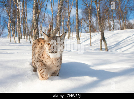 Eurasian lynx (Lynx lynx), adult female in birch forest in winter, Norway, Bardu Stock Photo