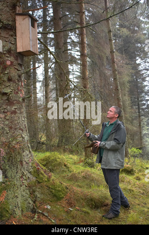 European pine marten (Martes martes), conservation officer radio-tracking pine martens, United Kingdom, Scotland Stock Photo