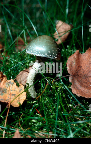 verdigris agaric (Stropharia aeruginosa), amongst autumn leaves, Germany Stock Photo