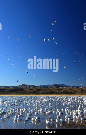 snow goose (Anser caerulescens, Chen caerulescens), many individuals in flight and in water, USA, New Mexico, Bosque del Apache National Wildlife Refuge Stock Photo