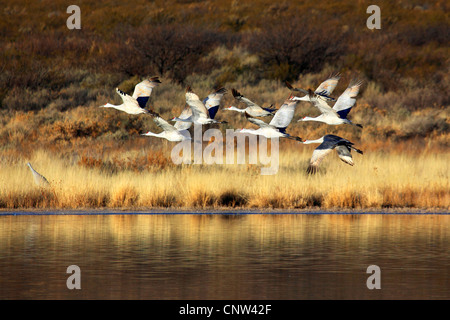 sandhill crane (Grus canadensis), group flying, USA, New Mexico, Bosque del Apache National Wildlife Refuge Stock Photo