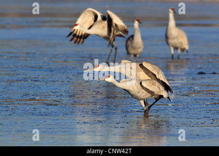 sandhill crane (Grus canadensis), group standing in shallow stretch of water, USA, New Mexico, Bosque del Apache National Wildlife Refuge Stock Photo