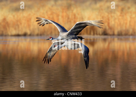 sandhill crane (Grus canadensis), two individuals flying, USA, New Mexico, Bosque del Apache National Wildlife Refuge Stock Photo