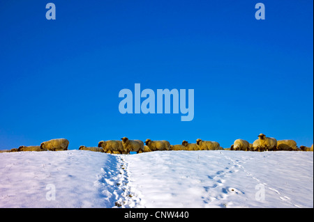 herd of sheeps on a snov-covered dyke, Germany, Lower Saxony, Landkreis Osterholz, Aschwarden Stock Photo