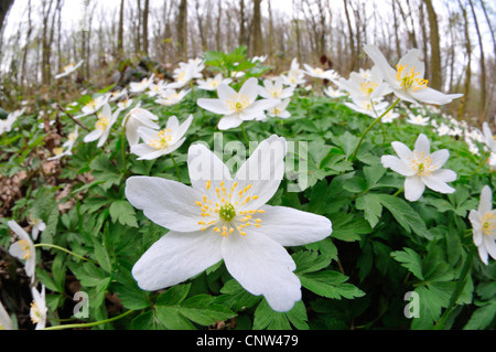 wood anemone (Anemone nemorosa), white flowers of wood anemone in spring , Germany Stock Photo