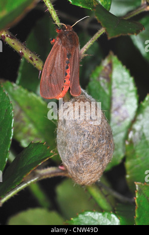 ruby tiger (Phragmatobia fuliginosa), on a stem with its cocoon, Germany Stock Photo