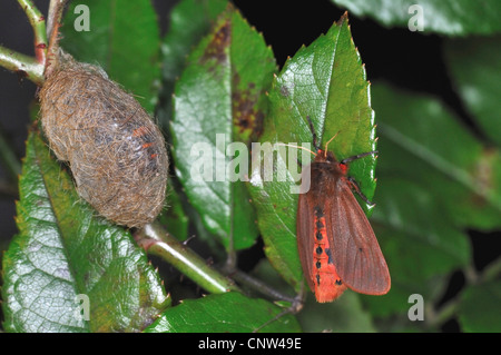 ruby tiger (Phragmatobia fuliginosa), on a stem with its cocoon, Germany Stock Photo