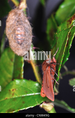 ruby tiger (Phragmatobia fuliginosa), on a stem with its cocoon, Germany Stock Photo