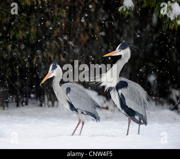 grey heron (Ardea cinerea), two individuals in snow, Germany Stock Photo